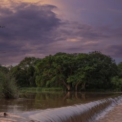 Fig Tree by River at Sunset
