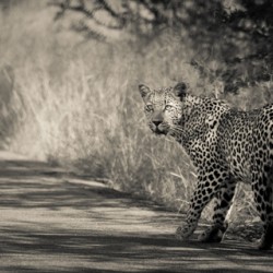 Leopard stare black and white