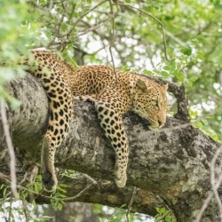 Leopard in a tree