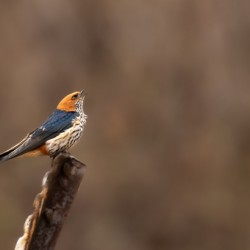 Lesser Striped Swallow No Watermark