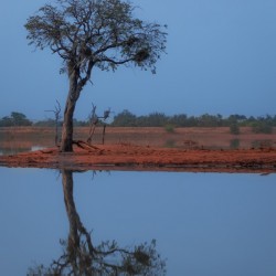 Tree reflection in the water