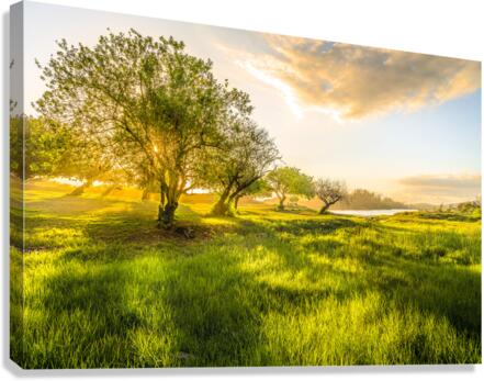Le Gol Canvas Print