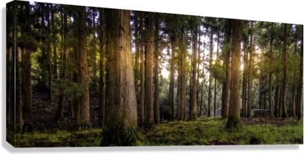 Forest Canvas Print