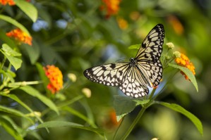 RicePaper Butterfly