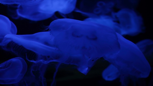 Meduses by Sandman