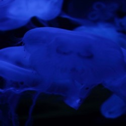 Meduses