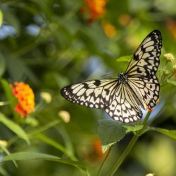 RicePaper Butterfly