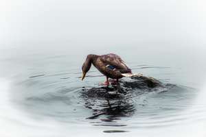 Duck Island 