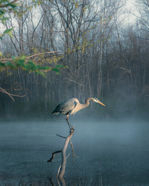 Early Bird  Print