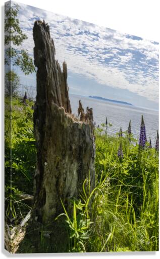 Broken Tree Canvas Print