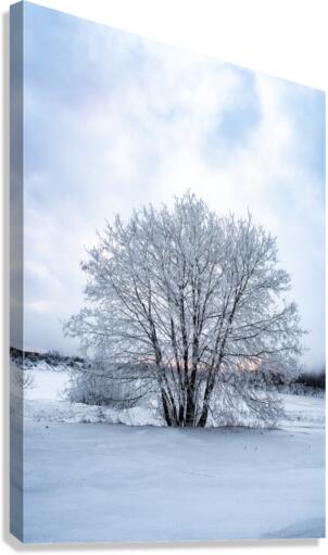 Frosty Tree Canvas Print