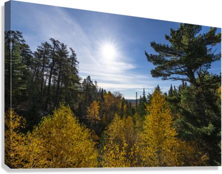 Fall Scene Canvas Print