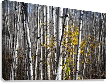 Birch Canvas Print