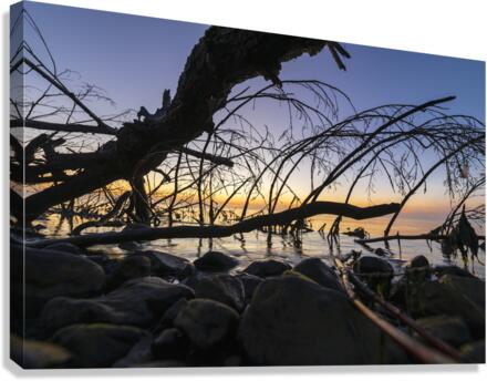 Tangled Canvas Print