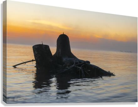 Stumped Canvas Print