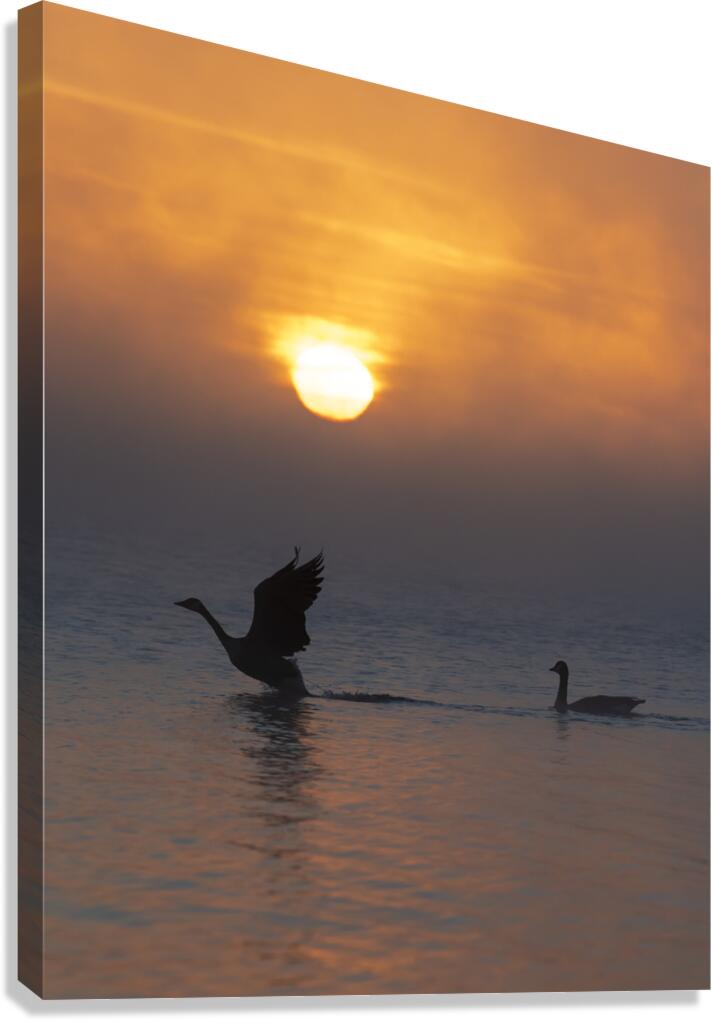 Taking Flight Canvas Print