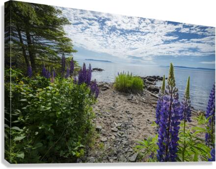 Shoreline Canvas Print