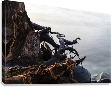 Roots Canvas Print