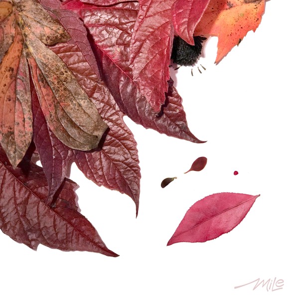 Sensuelle - MiLe by MiLe