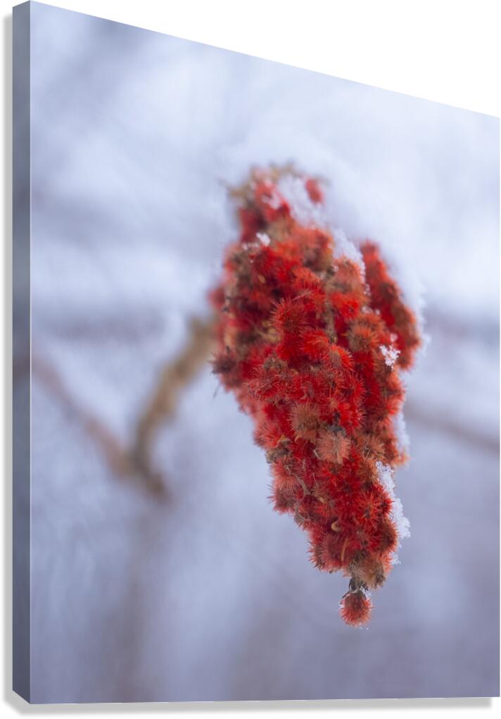 Winter Tree Canvas Print
