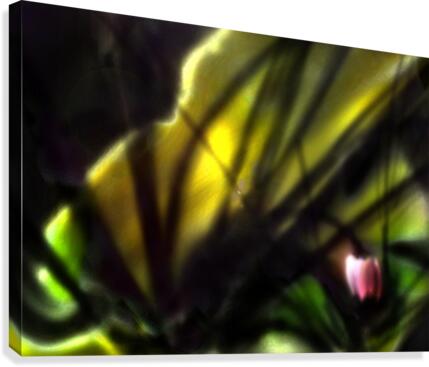 Foral rays Canvas Print