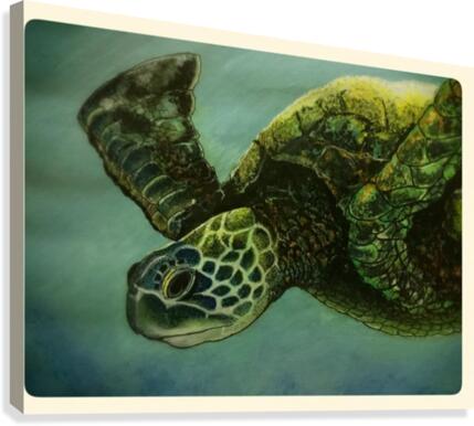 Turtle Canvas Print