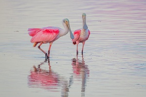 Roseate Spoonbill 7616