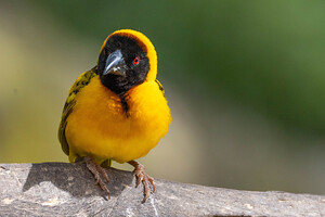 Village Weaver 8657