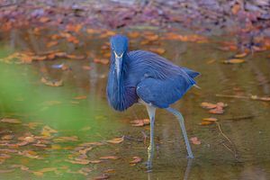 Tricolored Heron 7393