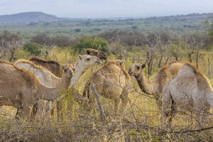 Dromedary Camel 1191