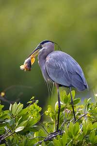 Great Blue Heron 2658