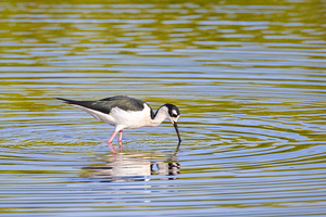 Black necked Stilt 4627