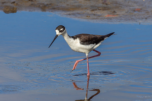 Black necked Stilt 7487