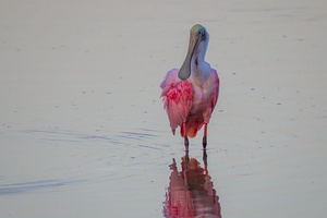 Roseate Spoonbill 7628