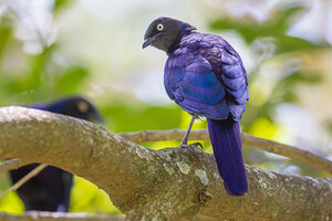 Rupell s starling 9520