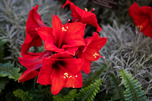 Longwood Gardens 5324
