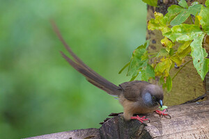 Speckled Mousebird 8693