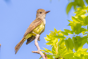 Great Crested Flycatcher 7680