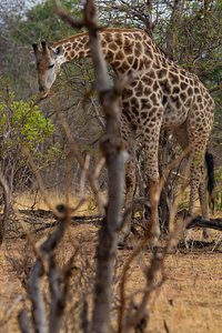 South African Giraffe 4046