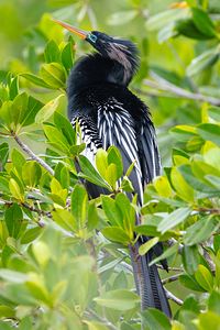 Anhinga 2313
