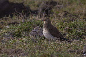 Collared Pratincole 1487
