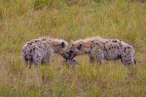 Spotted Hyena 0536