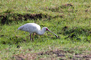 African spoonbill 3845
