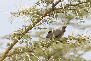 Speckled Mousebird 1575