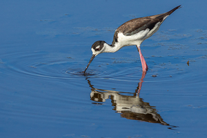 Black necked Stilt 7488
