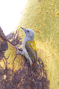 Mountain gray Woodpecker 1610
