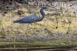  Tricolored Heron 6698