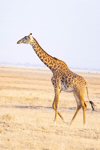 Masai Giraffe 1197
