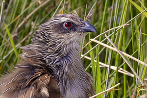 White browed coucal 1451