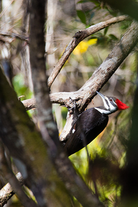Pileated Woodpecker 7819